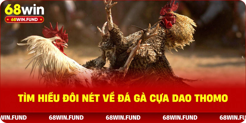 Tìm hiểu đôi nét về đá gà cựa dao thomo